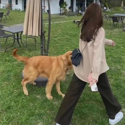 泰迪熊2